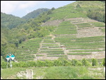 More Grapes For Wine
