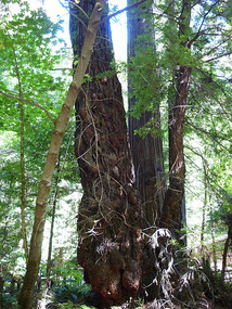Muir Woods