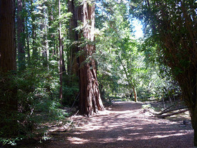 Muir Woods