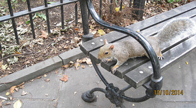 I still have the wildlife attract -it gene!