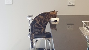 Clever cat