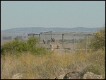 Griffin Vultures