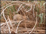 Rock Hyrax