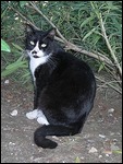 Resident Kitty