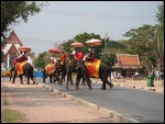 Elephant Ride