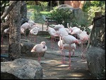 Flamingo