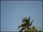 White-bellied Sea Eagle