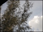 Ko Phayam