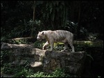 White Tiger @ Singapore Zoo