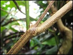 Giant Ant