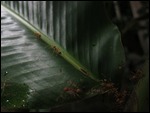 Giant Ant