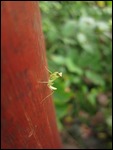 Insect