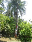 Triple Coconut Tree