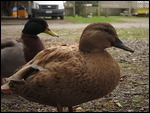 Duck Attack