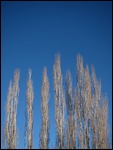 Native Tree