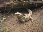 Tuatara