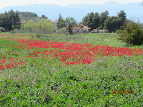 Poppy fields everywhere - I love them