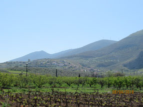 Vineyards and Orange groves