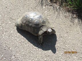 Tortoises quite common in Greece