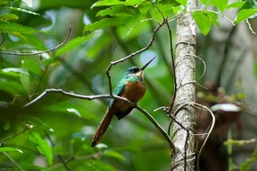 Bunte Vogelwelt