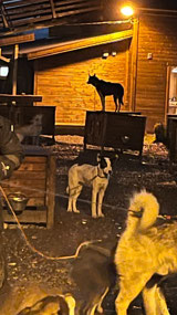 Holmen Husky Lodge