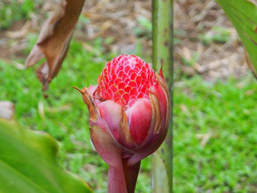 Protea, Monn Phu Phrai - Hotelanlage