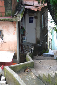Rooster and a cat looking down the alley way