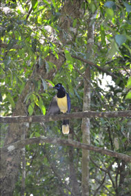 Crested jay