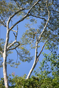 Spot the toucan in the tree
