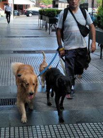 Dog walker in Buenos Aires