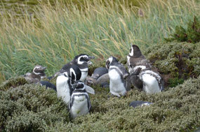 Cute little Magellan penguins