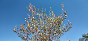 Gorgeous tree on the skykine