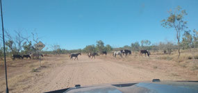 Horses across the road