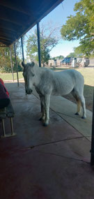 Pony at the pub