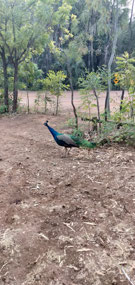 Early morning visitor at Mataranka