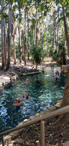 Mataranka hot pools