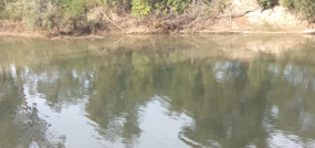 Spotted one croc in the water here