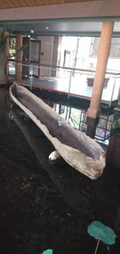  Dug out canoe in the info centre