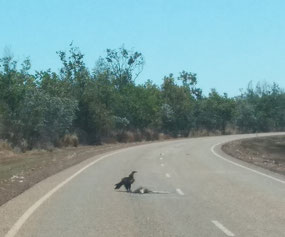 Massive eagle enjoying roadkill