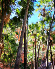 Zebedee Springs