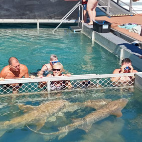 Up close with the sharks