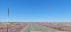 Road lined with Milla Milla flowers
