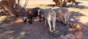 Bullara