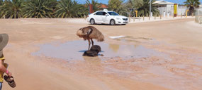 Emu and chicks at Monkey Mia