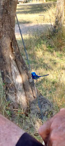 A beautiful little blue wren