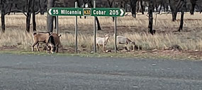 Feral goats