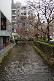 Sakura just starting to bloom in Kyoto