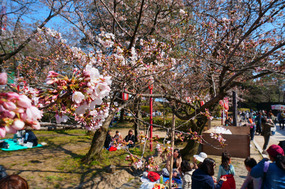 Picnicking under the cherry blossoms