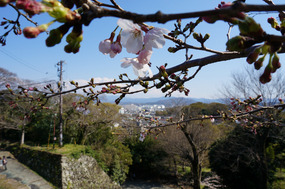 The uninspiring view from Wakayama Castle