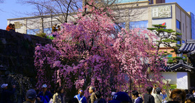 Weeping Sakura at the castle entrance